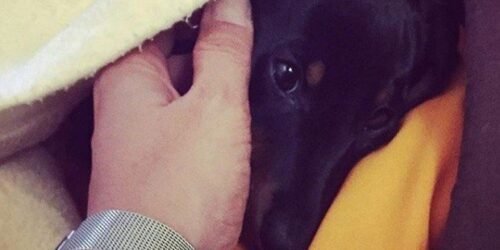 Voce di Sicilia 13 voce di Sicilia