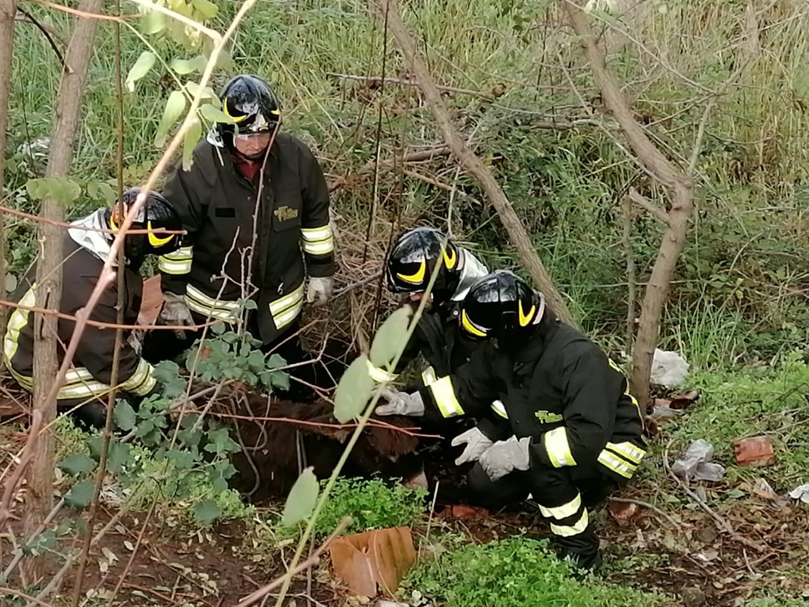 Spadafora: salvato dai Vigili del Fuoco un asinello caduto in un dirupo a San Martino 5 WhatsApp Image 2019 12 09 at 17.07.16 2