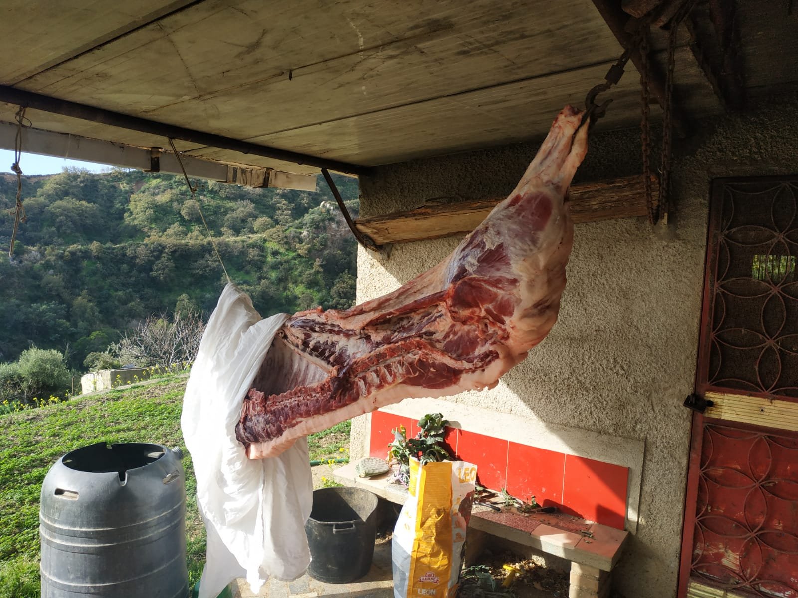 mezzo maiale macellazione clandestina