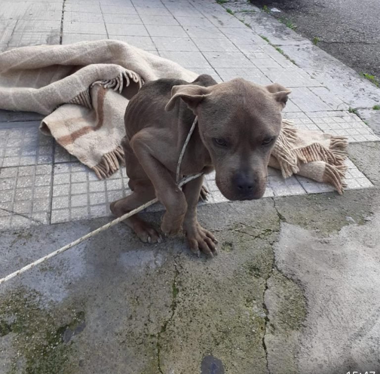 Abbandona il cane in pieno centro. La Polizia Specialistica della Municipale identifica il responsabile