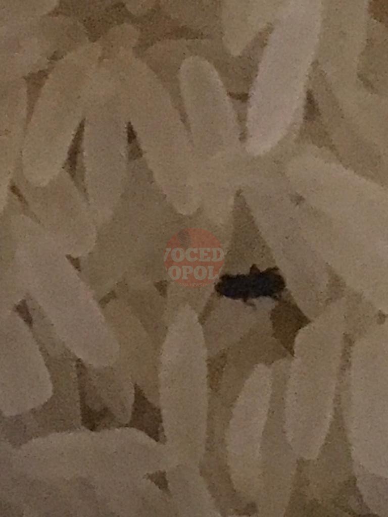 La Polizia Municipale deferisce titola negozio e sequestra alimenti invasi da parassiti 8 6 6