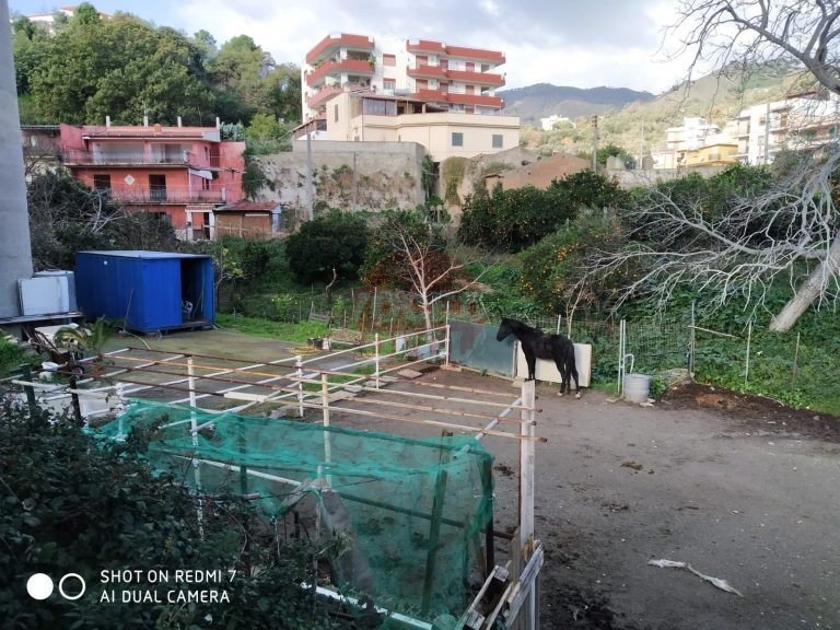 La Polizia Municipale scopre cavallo maltrattato in terreno del Consorzio Autostrade