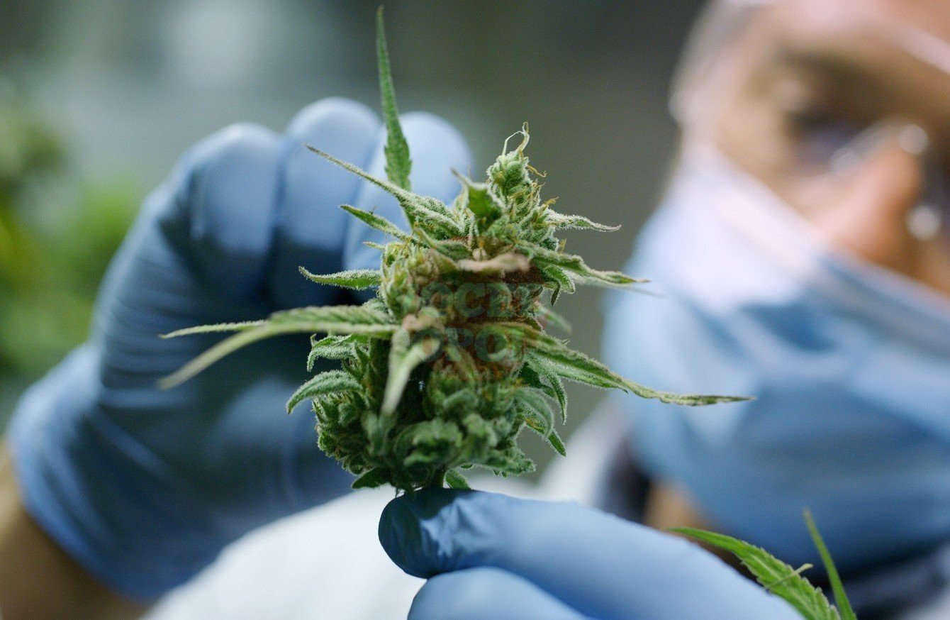 Cannabis a scopo terapeutico, Pellegrino (FI) presenta mozione all'Ars che impegna il Governo a rimborsi e convenzioni con farmacie 1 cannabis