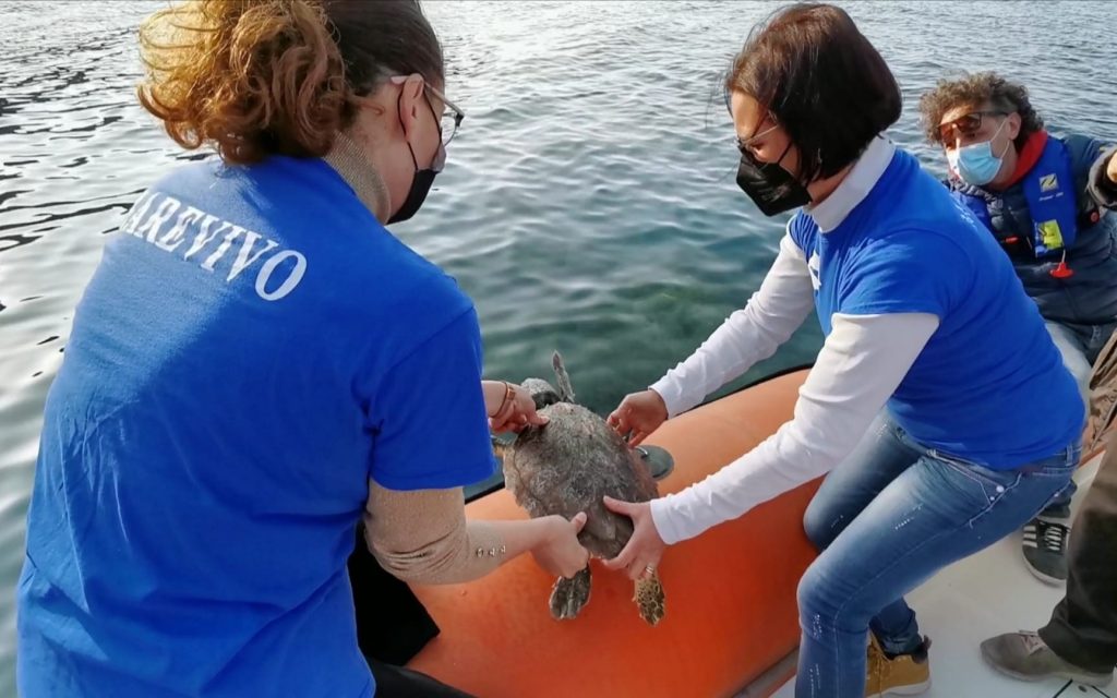 Milazzo: Tartaruga marina liberata nelle acque dell’Area marina protetta 2 tartaruga liberata
