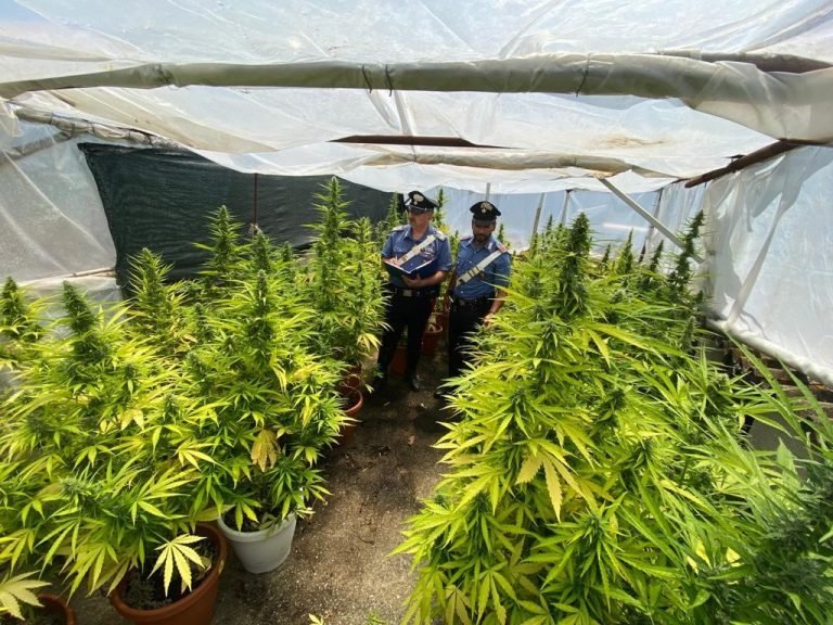 Milazzo e San Filippo del Mela (ME): in azione i cani antidroga dei Carabinieri, scoperta una piantagione di canapa indiana. Due arresti per detenzione e coltivazione di sostanze stupefacenti.
