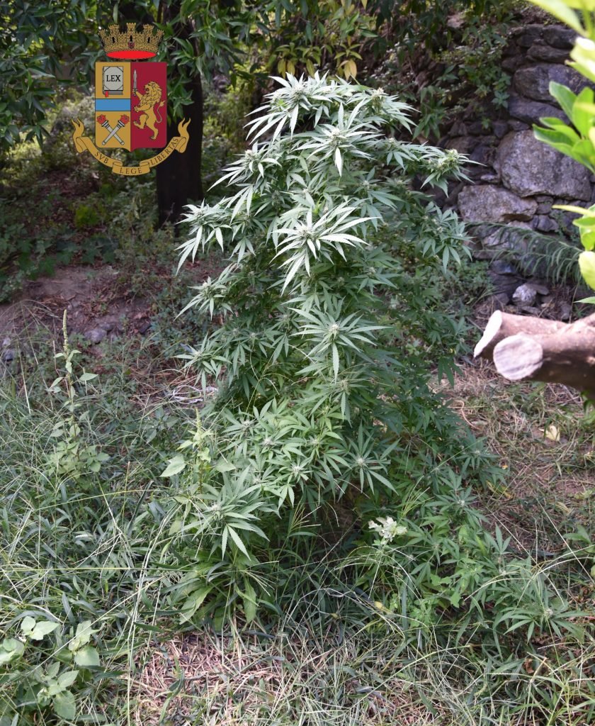 SEGNALATO SU APP “YOUPOL” LA POLIZIA ARRESTA 50ENNE PER DROGA E SEQUESTRA 1,8 CHILOGRAMMI DI MARIJUANA E 21 PIANTE DI CANNABIS. 2 Polizia sequestro piante marijuana