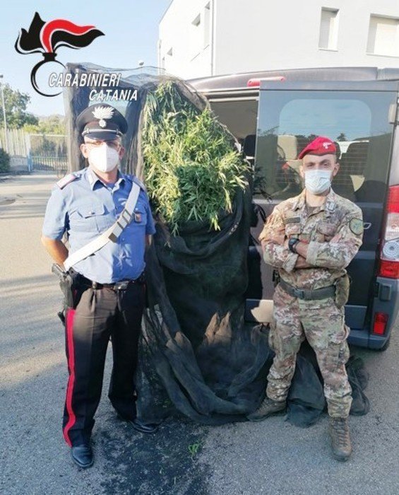 Droga: 300 piante cannabis, arrestati vivaista e dipendente a Fiumefreddo 1 c02dfa53ecb206641a78bbd44531b460