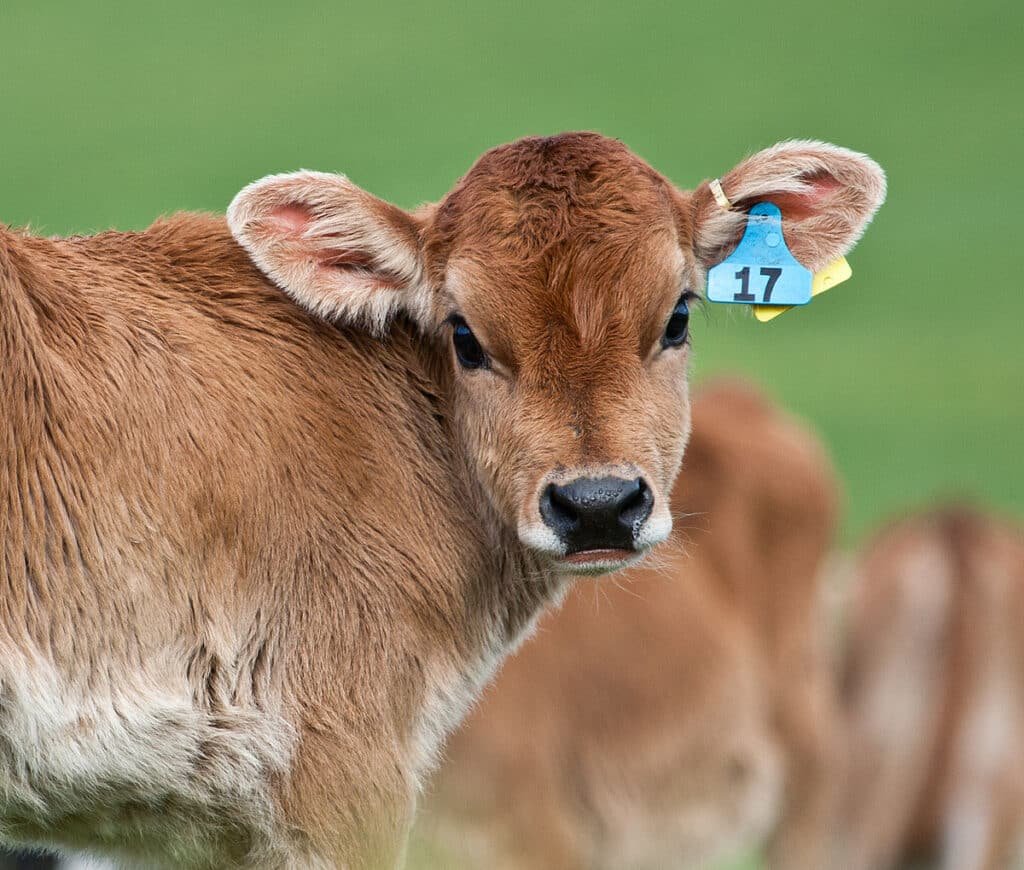 Calf with eartag