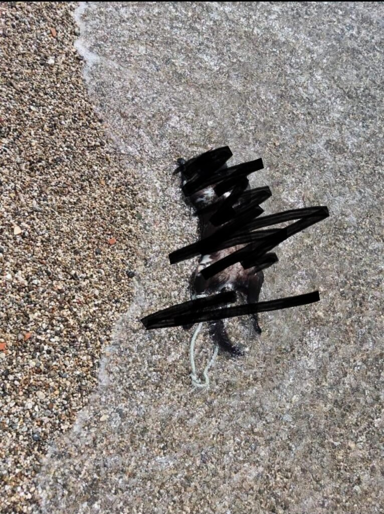 Messina - San Saba, gatto con le zampe legate annegato in mare. Callegari "Crudeltà senza fine" 2 WhatsApp Image 2024 07 08 at 19.39.26