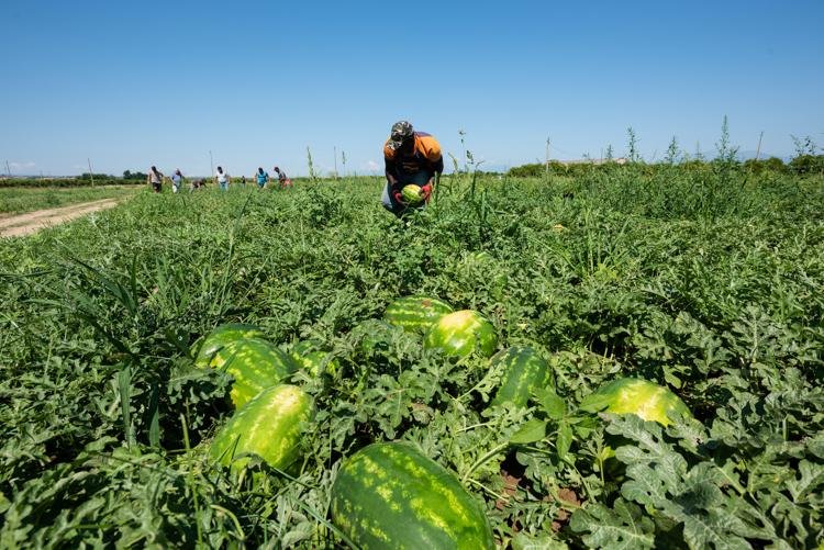 Siccità, dalla Regione 30 milioni per i produttori cerealicoli. Sammartino: «Una boccata d'ossigeno» 8 agricoltura