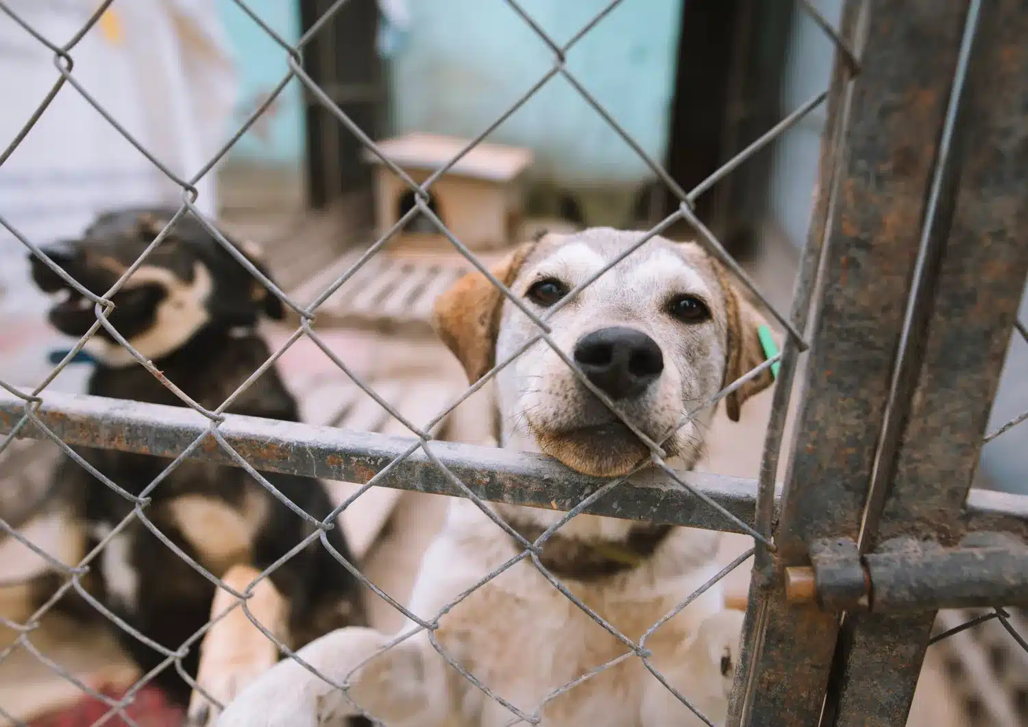 Il 2023 anno nero per i cani: 85mila abbandonati e 358mila randagi 7 canile