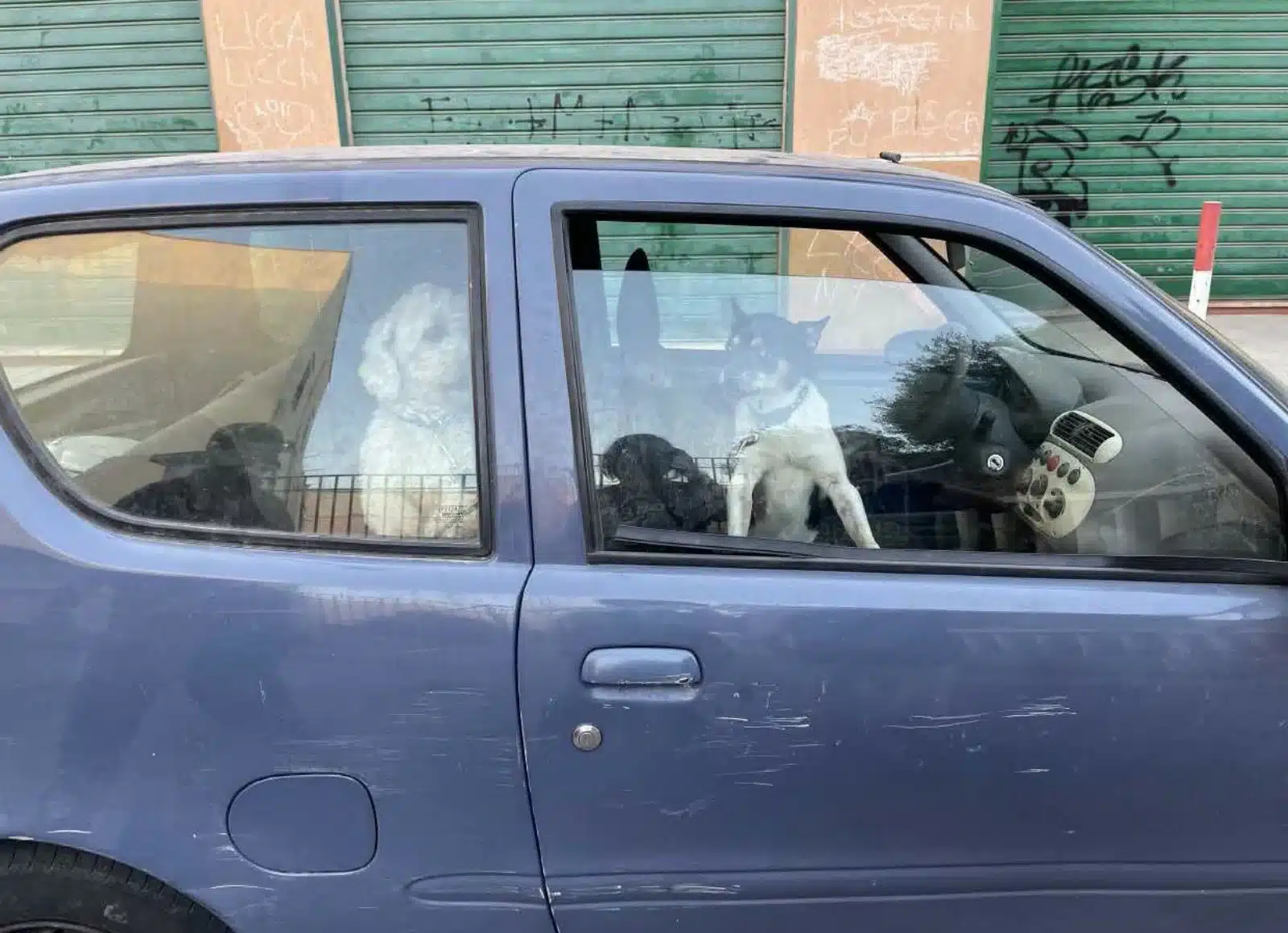 palermo sequestro cani auto 2