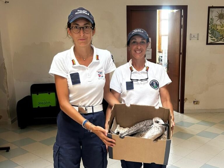 Area Marina Protetta delle Isole Egadi: salvato gabbiano ferito e sanzionate dal Nucleo marittimo della Polizia Locale oltre quaranta imbarcazioni