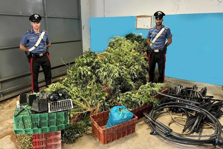 Sorpresi mentre estirpano piante di marijuana, tre arresti 1 sequestro maijuana