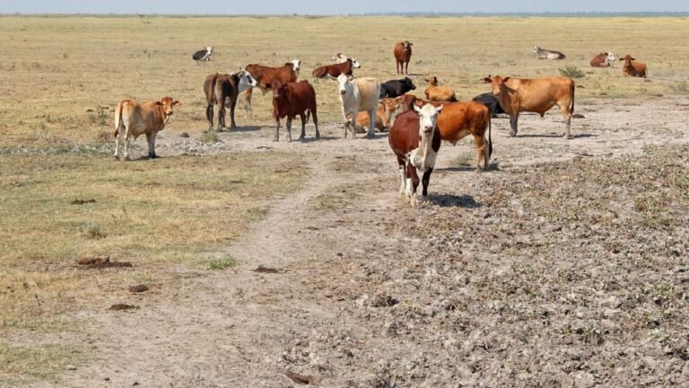 Siccità, 100 milioni per interventi in agricoltura. Schifani: «Aiuto concreto a settore duramente colpito dalla crisi»