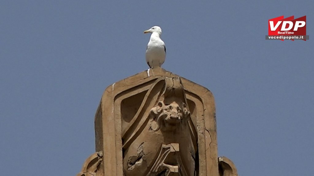 Estratti e nominati i tre revisori contabili del Comune di Messina 5 gabbiano su comune 1024x576 1