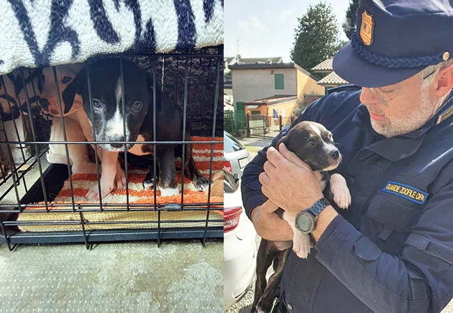 ANIMALI NON PIU' COSE, LA CAMERA APPROVA LEGGE SULLA TUTELA DEGLI ANIMALI. 1 oipa milano cuccioli