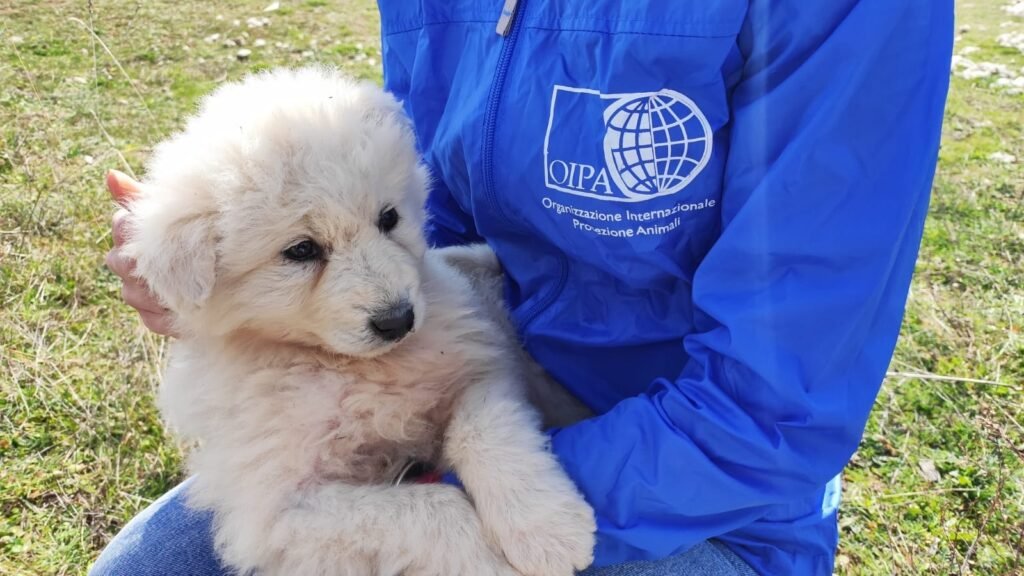 ANIMALI NON PIU' COSE, LA CAMERA APPROVA LEGGE SULLA TUTELA DEGLI ANIMALI. 2 oipa