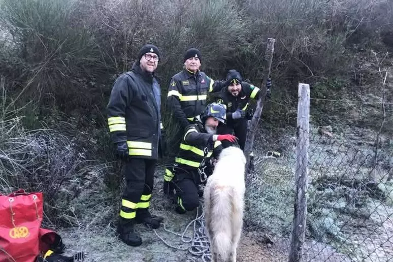 Pastore maremmano cade in vasca antincendio, pompieri lo salvano 1 Pastore maremmano cade in vasca antincendio, pompieri lo salvano