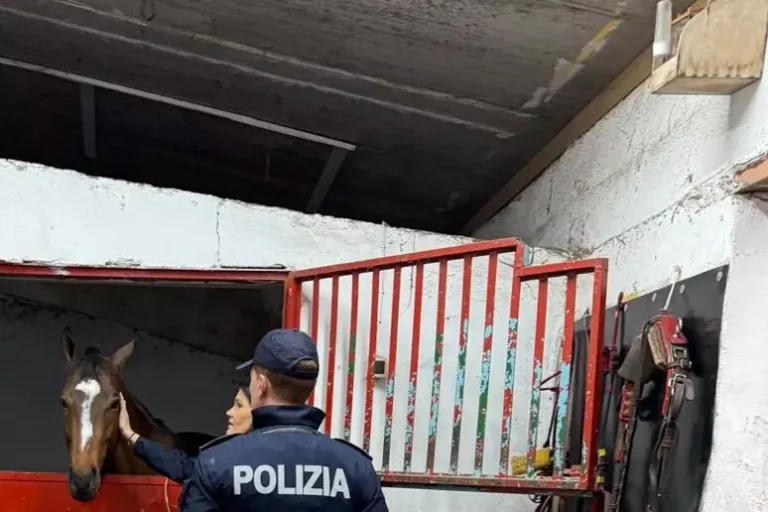 Polizia salva 5 cavalli destinati a corse clandestine, sanzioni