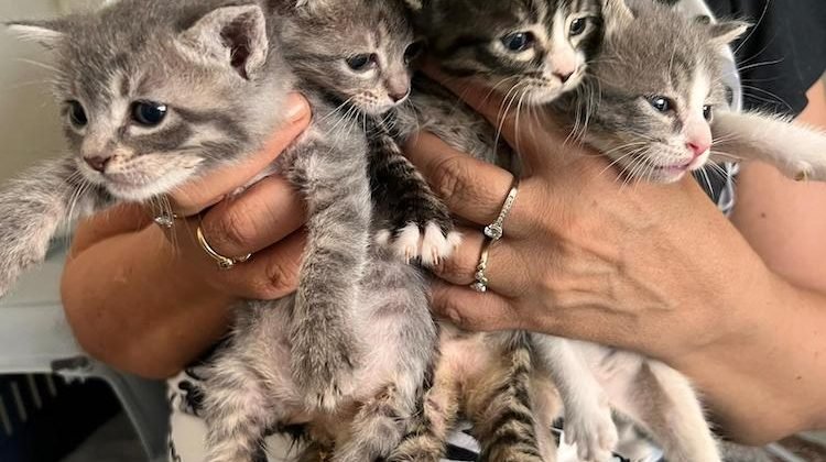 Completato lo spostamento dei gatti della colonia di Via Don Blasco 3 Mici da web