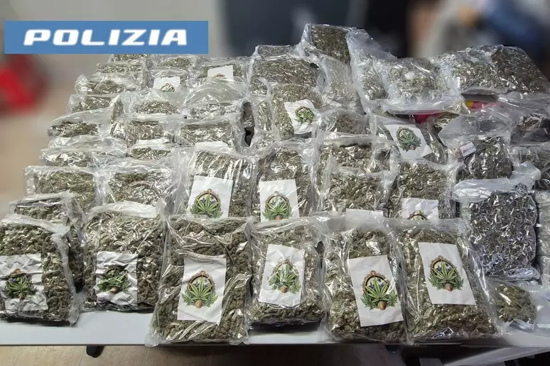 Nascondeva 60 chili di marijuana in una rimessa, arrestato 1 Marijuana sequestro