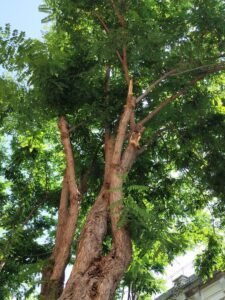 alberi via placida 2