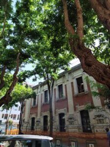 alberi via placida 3