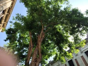 alberi via placida
