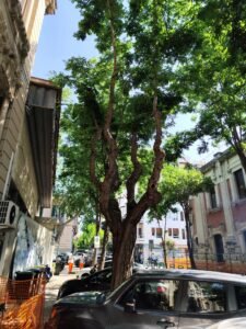 alberi via placida 4