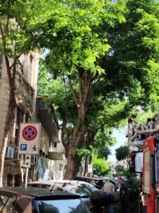 alberi via placida 9