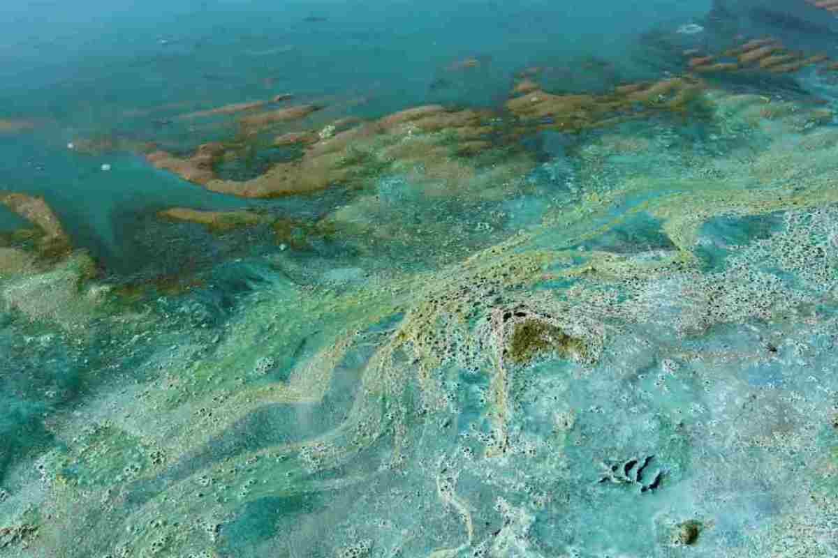 Asp Messina nessuna presenza è stata rilevata ad oggi  alga Ostreopsis nei nostri mari 3 alga.7.8.24.inabruzzo.it