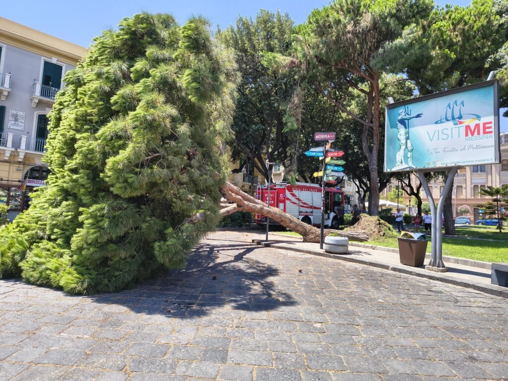 Crollo improvviso di un pino, FERRANTE (M5S): Niente vento e niente pioggia. A Messina cadono gli alberi ma anche le giustificazioni. 4 1000212835