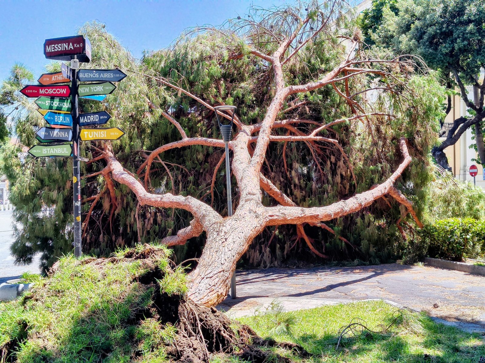 FIADEL chiede revisione dell'affidamento del servizio di cura del verde – Ville e parchi pubblici 8 Albero caduto Duomo
