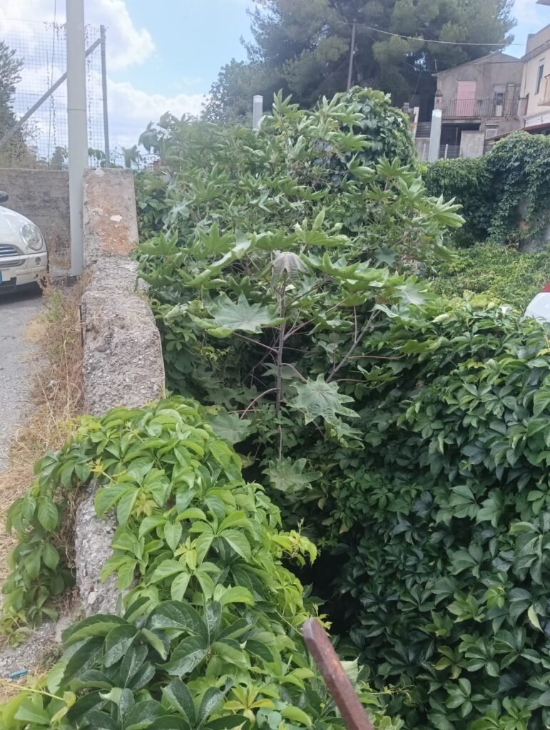 Torrenti Bisconte/Catarratti e Camaro-Pozzi, Geraci (M5S): «Urge intervento di bonifica e pulizia» 4 1000220281