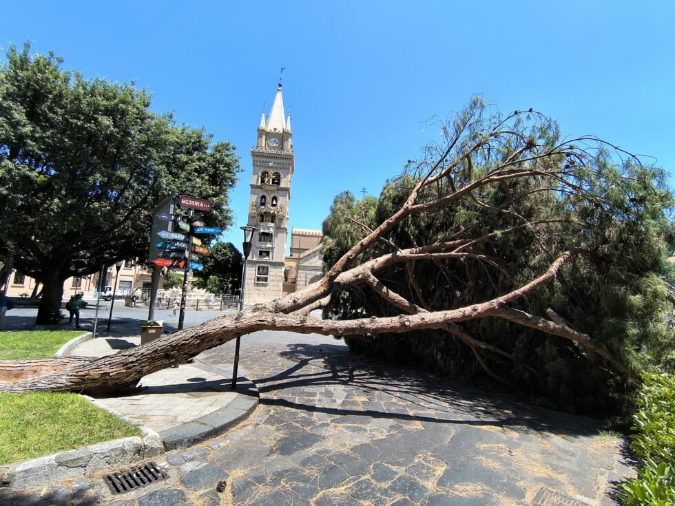 Crollo improvviso di un pino, FERRANTE (M5S): Niente vento e niente pioggia. A Messina cadono gli alberi ma anche le giustificazioni. 1 IMG 20250717 WA0034