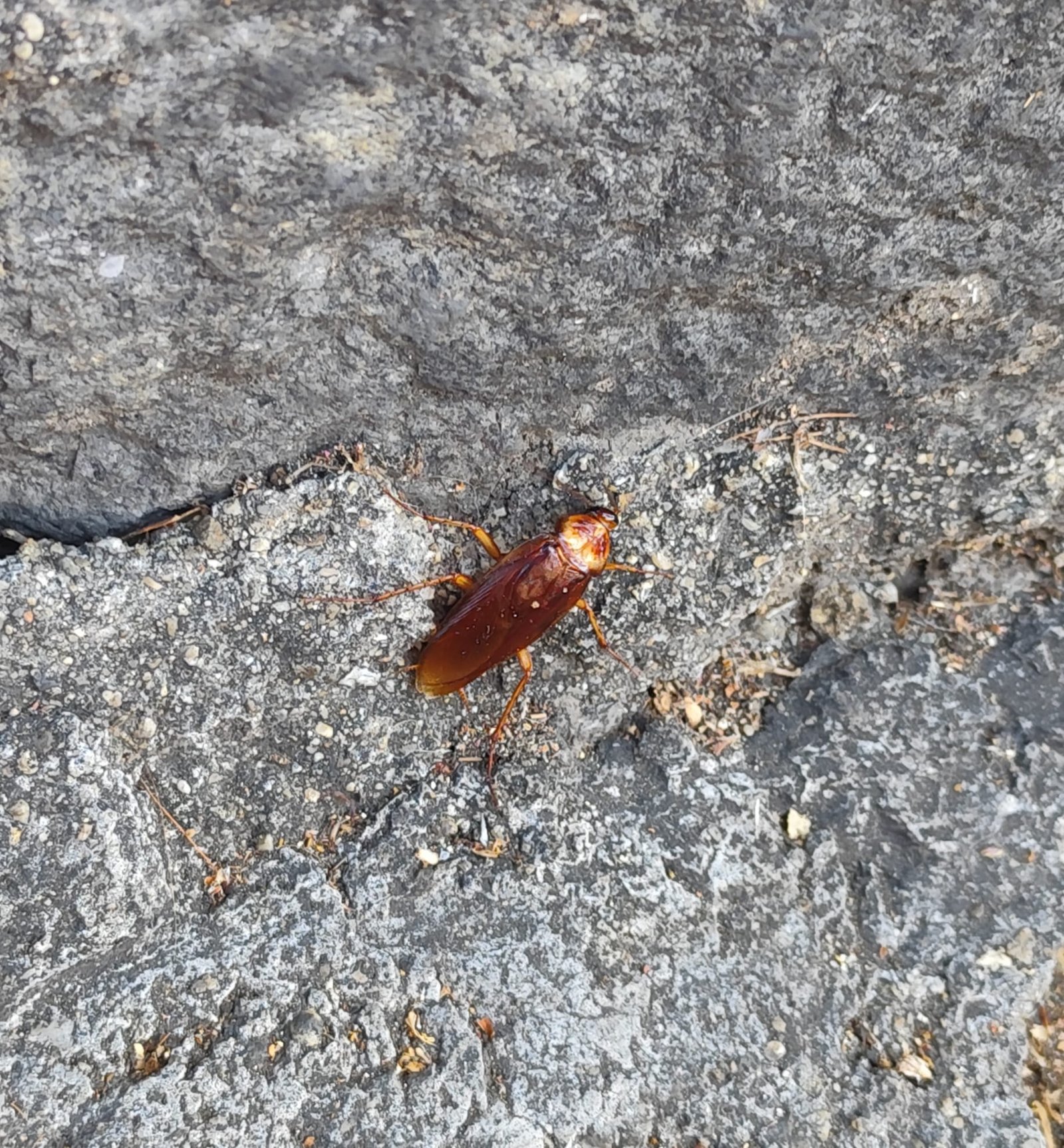 La città è piena di blatte. Coletta "Le disinfestazioni di MessinaServizi sono inefficaci". 7 blatta