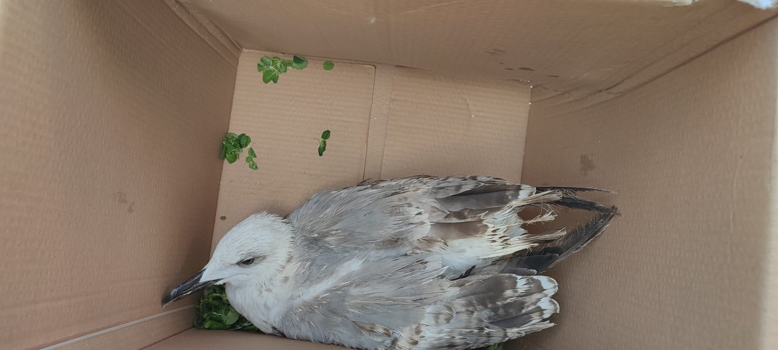 Messina, a Giampilieri la Polizia Metropolitana soccorre un gabbiano ferito 6 Il gabbiano soccorso dalla Polmetro