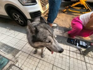 incendio via mons bruno 5