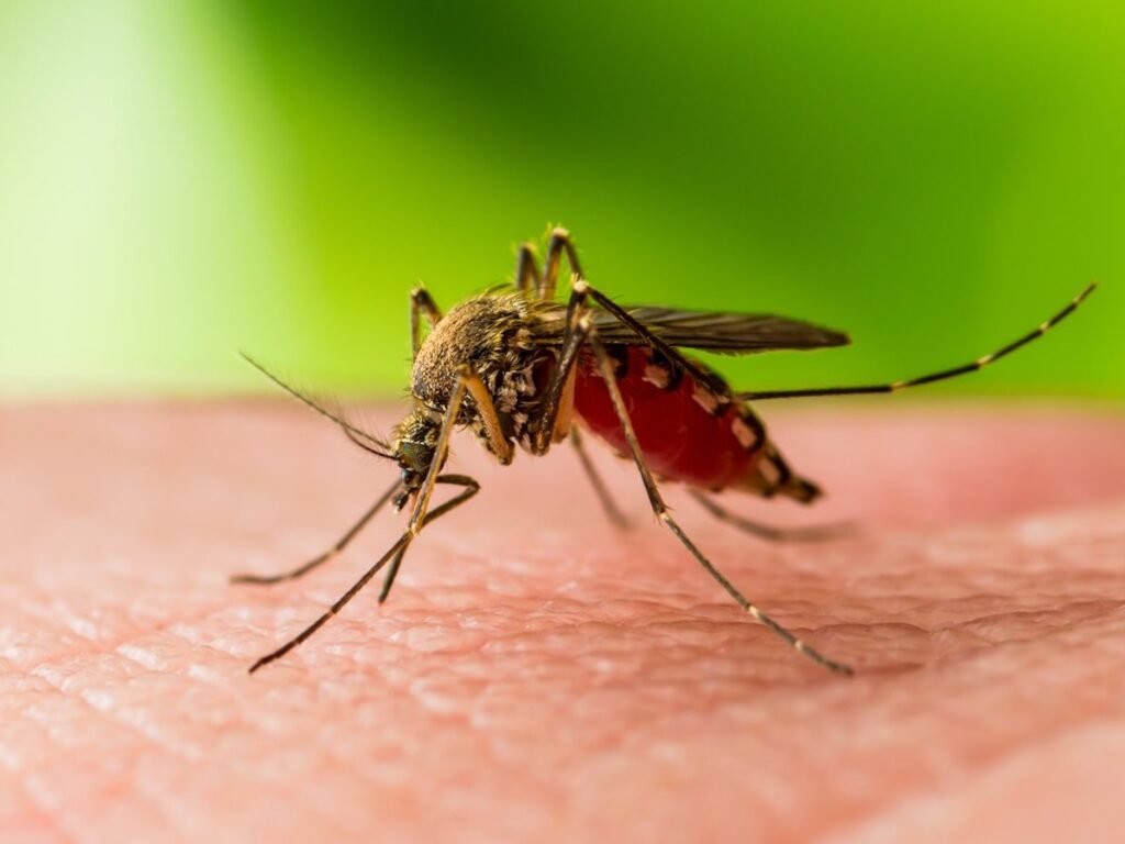 WEST NILE, PRIMO CASO A MESSINA: 74ENNE IN PROGNOSI RISERVATA 3 west nile zanzara trasmissione