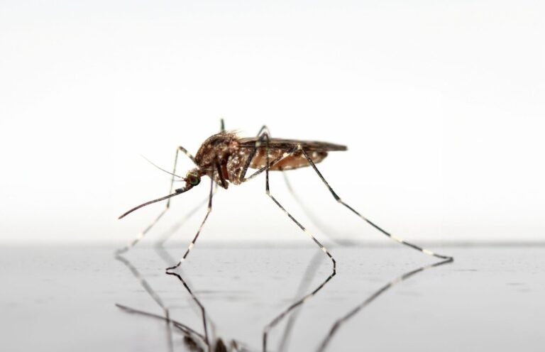 WEST NILE, PRIMO CASO A MESSINA: 74ENNE IN PROGNOSI RISERVATA