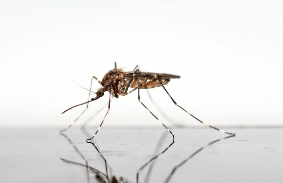 WEST NILE, PRIMO CASO A MESSINA: 74ENNE IN PROGNOSI RISERVATA 1 westnile