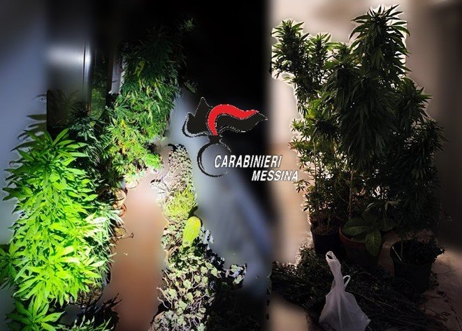 COLTIVAVA MARIJUANA IN CASA, 72ENNE ARRESTATO DAI CARABINIERI 1 foto piante