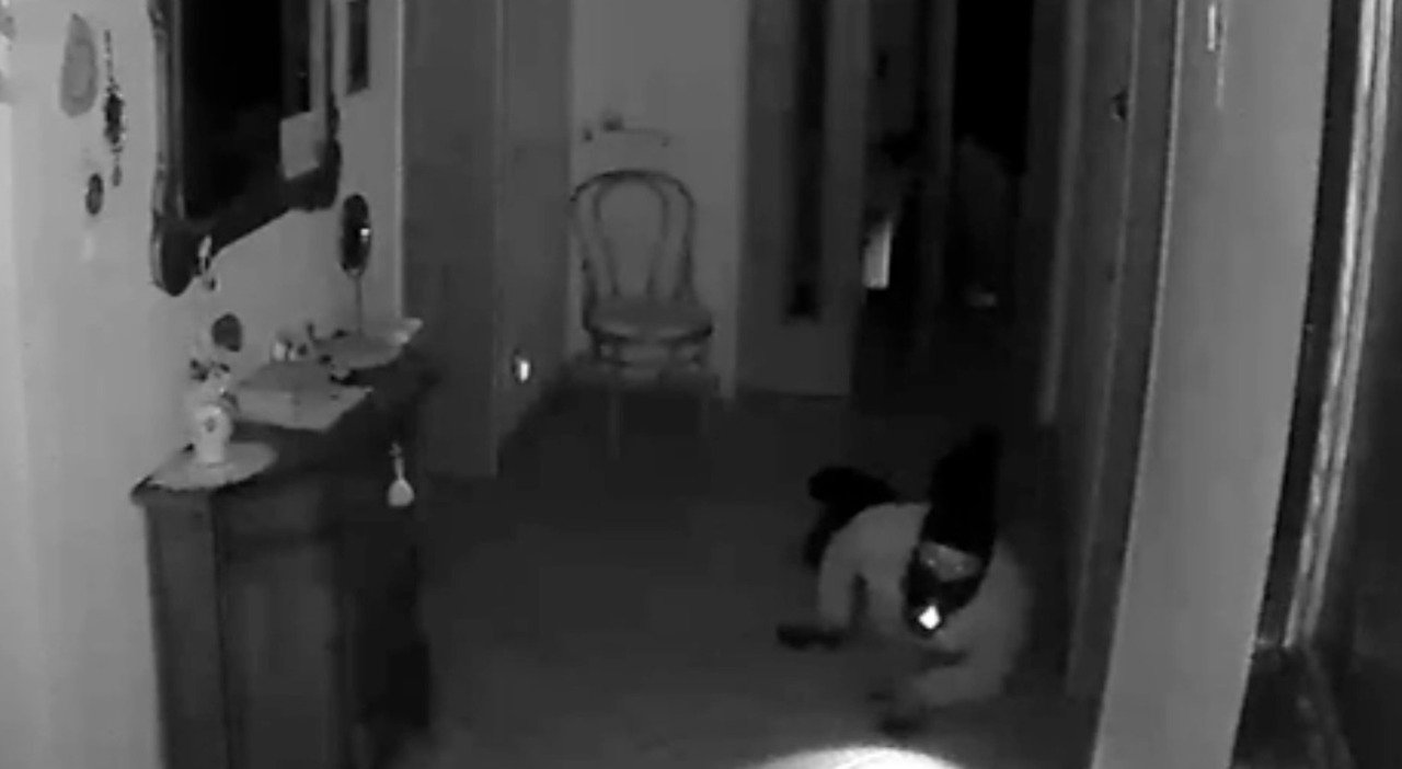 repertorio furto cam