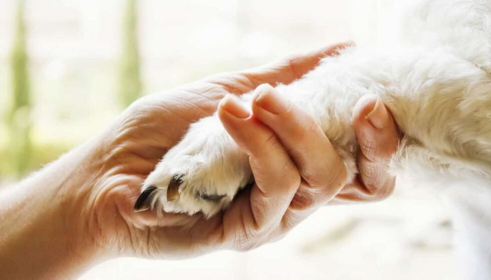 Orrore in Calabria, avvelenati quattro cani da pet-therapy: "Vergogna indicibile" 1 pet-therapy
