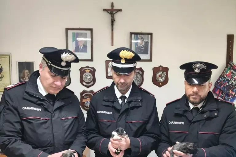 Diciotto cuccioli di cane abbandonati in strada, salvati