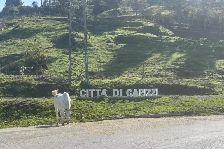 capizzi