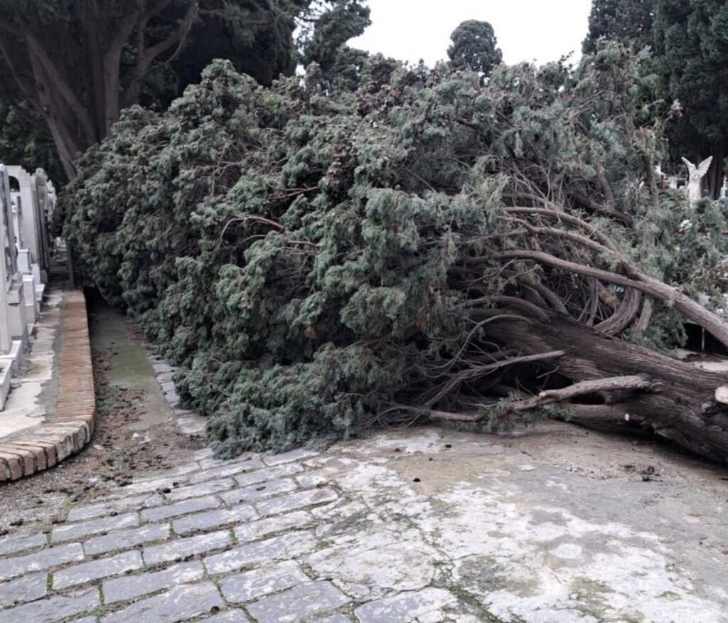 Gran Camposanto, cimiteri di Giampilieri e Santa Margherita chiusi fino al 18 febbraio; Villa Mazzini resta chiusa fino al completo ripristino delle condizioni di sicurezza 3 alberi caduti cimitero
