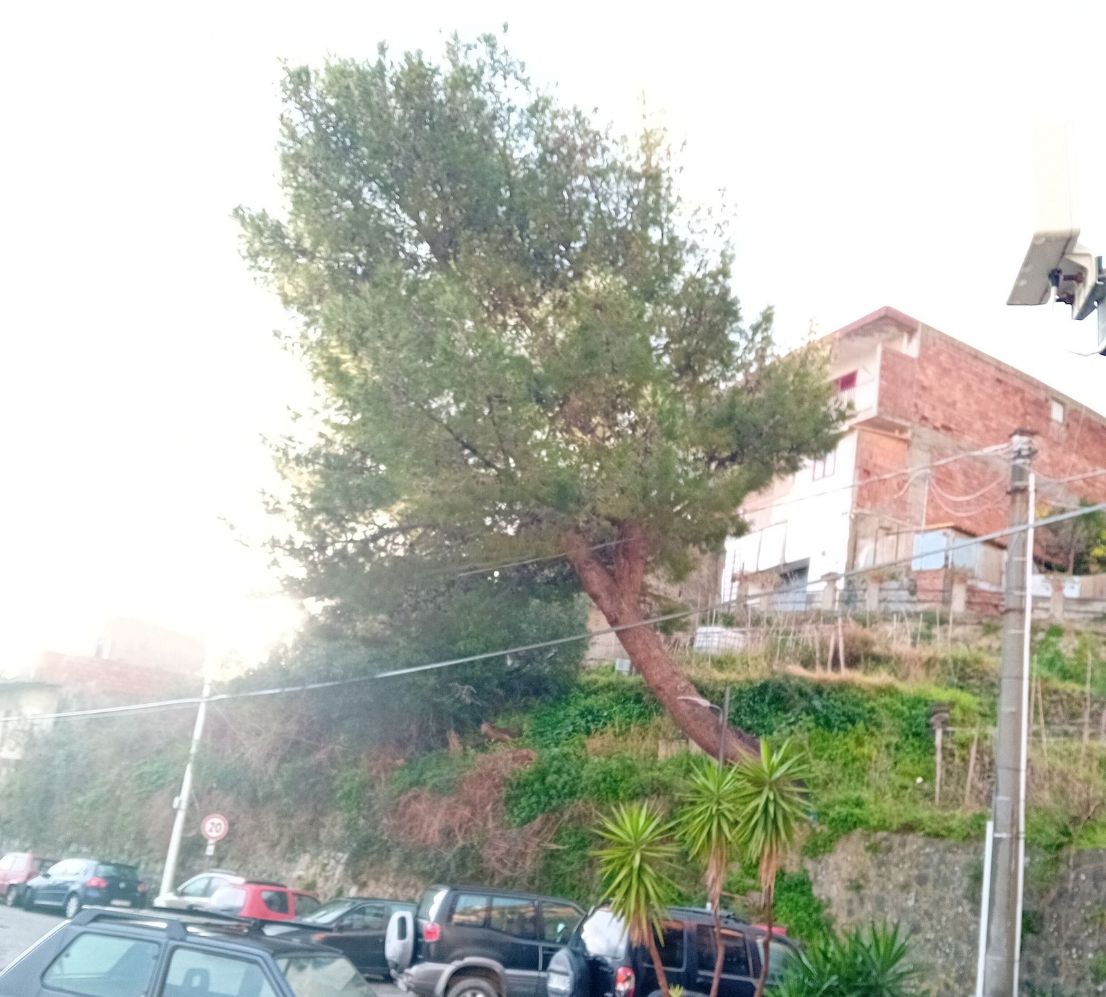 foto 2 pino cumia sup