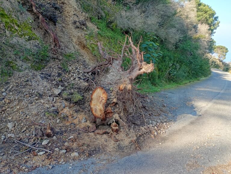 Viabilità a rischio sulla Rodia-Castanea: la denuncia per un ceppo e una frana sulla carreggiata